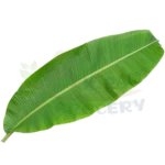 Banana Leaf