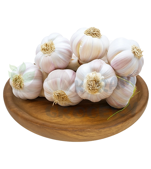 Garlic