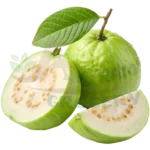 Guava